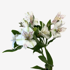 ALSTROEMERIA WHITE