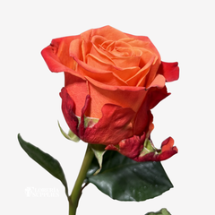 ORANGE CRUSH ROSES