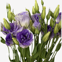 LISIANTHUS PURPLE