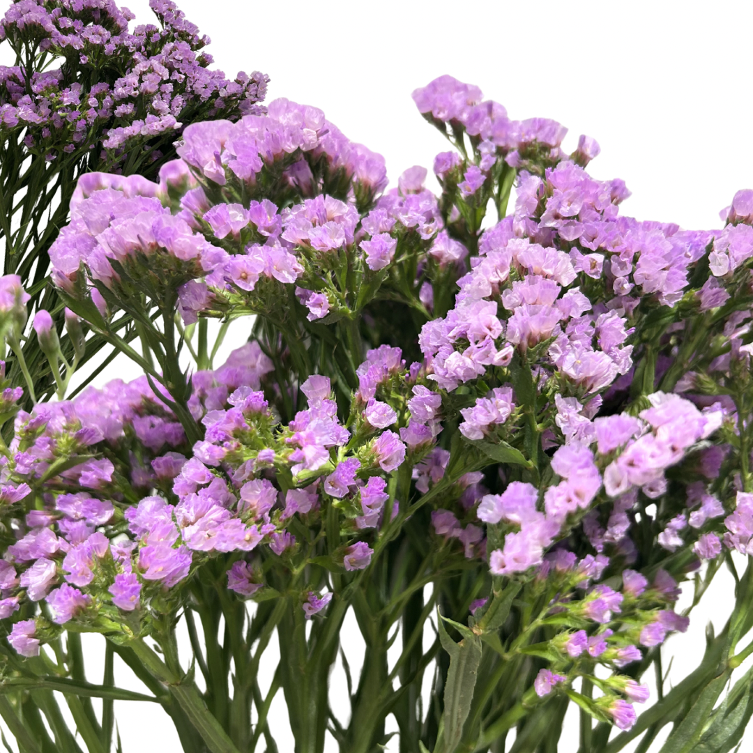 Statice Light Purple