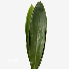 TI LEAF ASSORTED