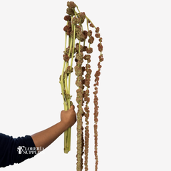 ANTHURIUM ASSORTED (SPECIAL ORDER ONLY)