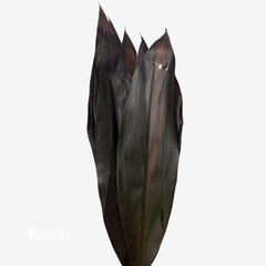 TI LEAF ASSORTED