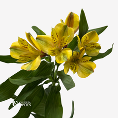 ALSTROEMERIA YELLOW
