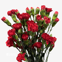 MINI CARNATION RED
