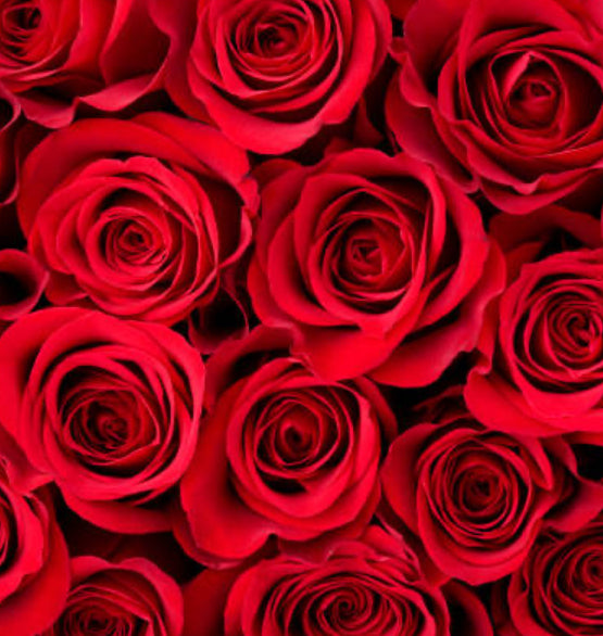 Freedom Roses