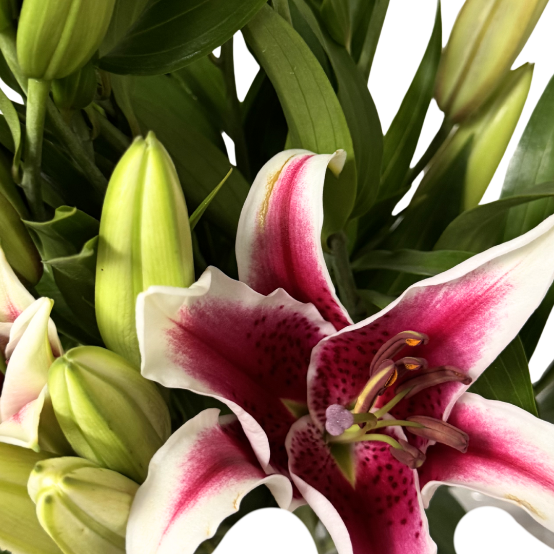 ORIENTAL PINK LILIES