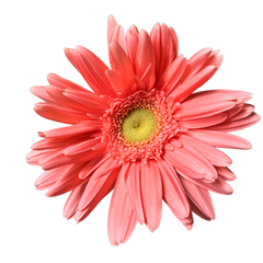 GERBERA MINI PINK 5 Stem