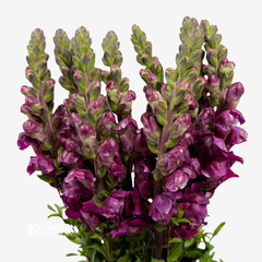 SNAPDRAGON BURGUNDY