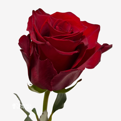 EXPLORER ROSES