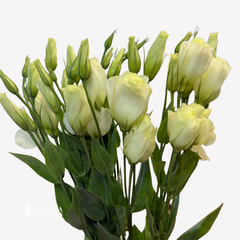 LISIANTHUS WHITE