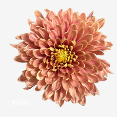CHRYSANTHEMUM PEACH