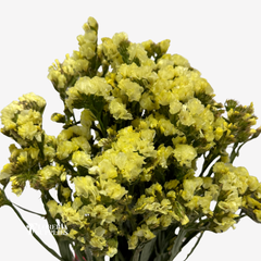 STATICE YELLOW