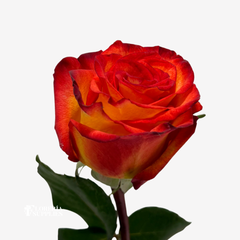 HIGH AND MAGIC ROSES