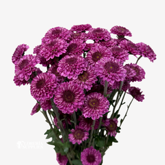 POMPOM BUTTON PURPLE