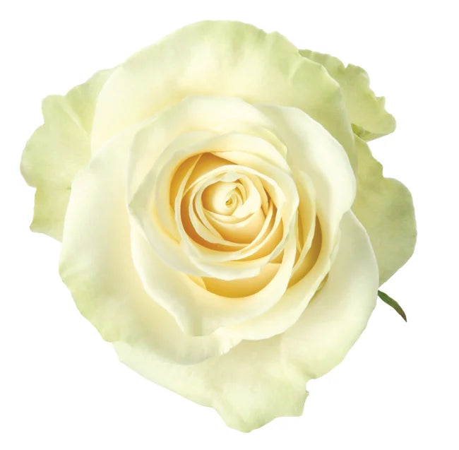 White Mondial Roses