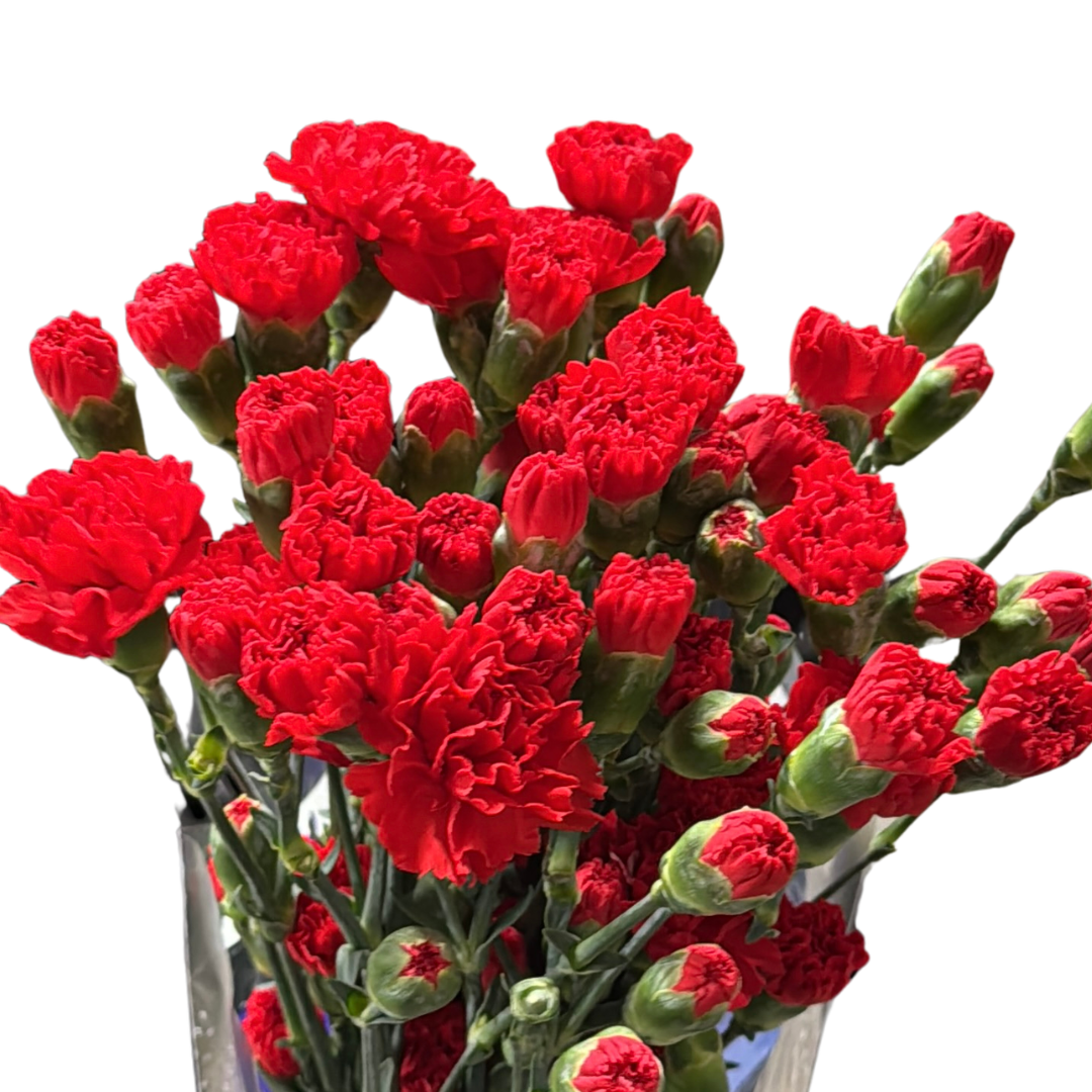 MINI CARNATION RED