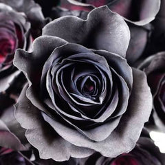 BLACK TINTED ROSES