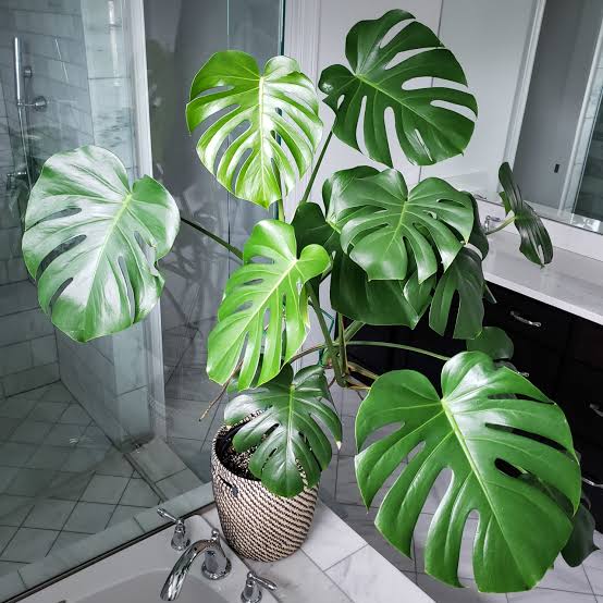 monstera leaf