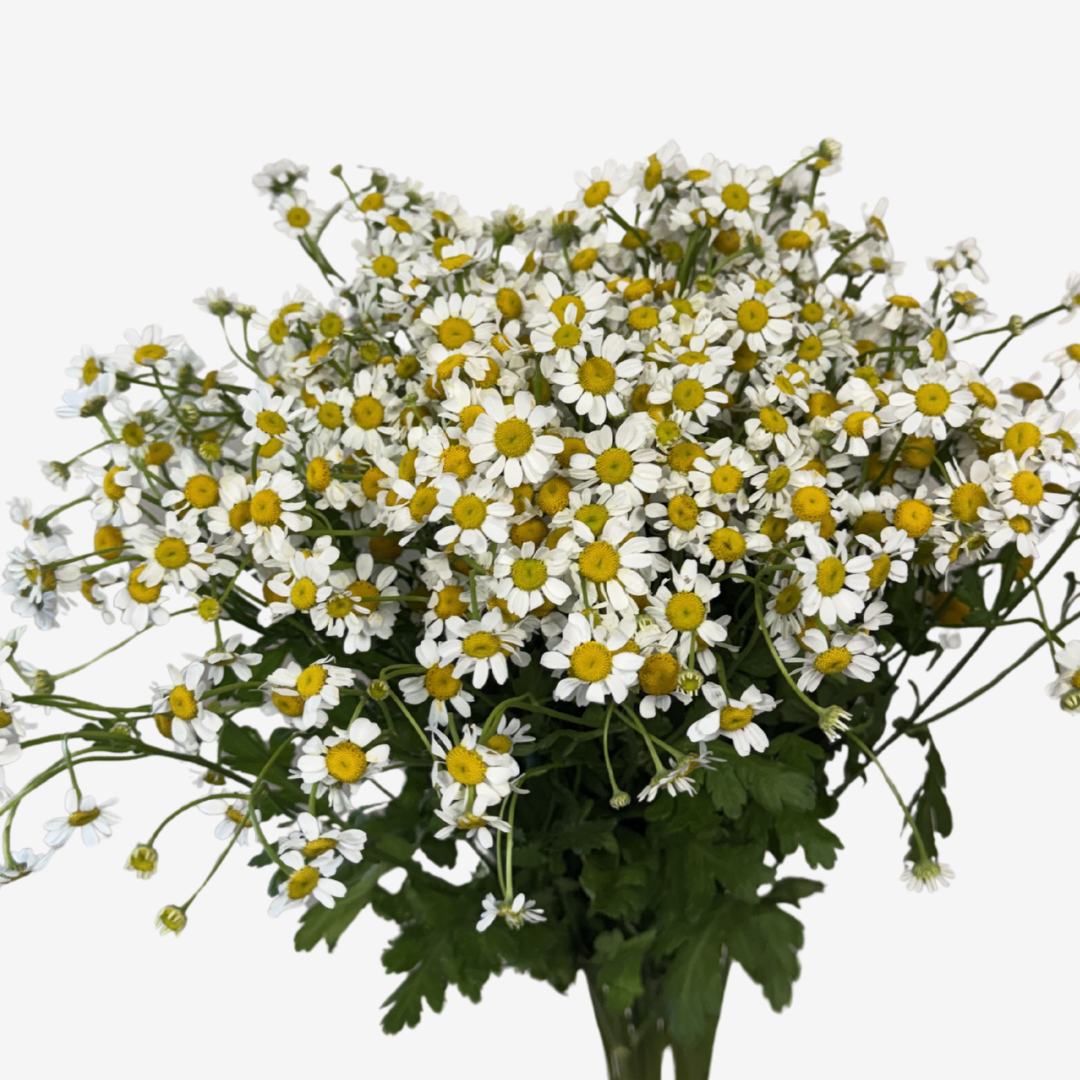 FEVER FEW DAISY