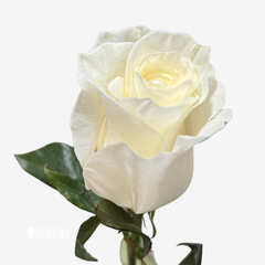 WHITE MONDIAL ROSES