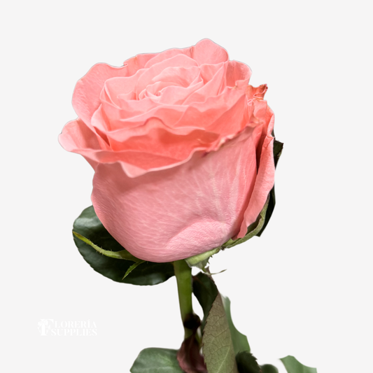 BE SWEET ROSES