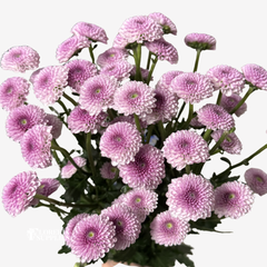 POMPOM BUTTON LAVENDER