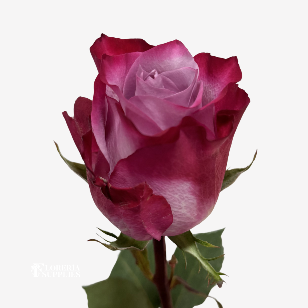 DEEP PURPLE ROSES