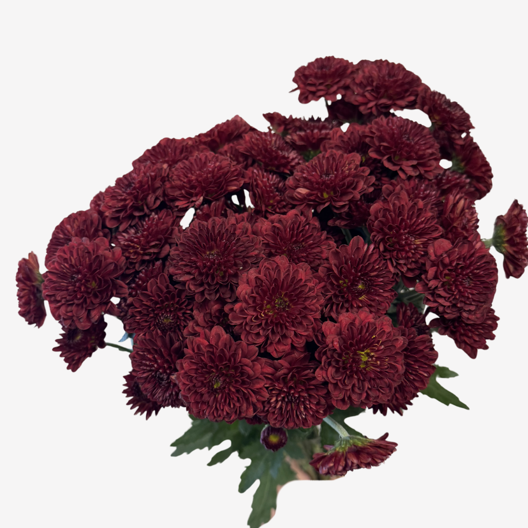 POMPOM BUTTON RED