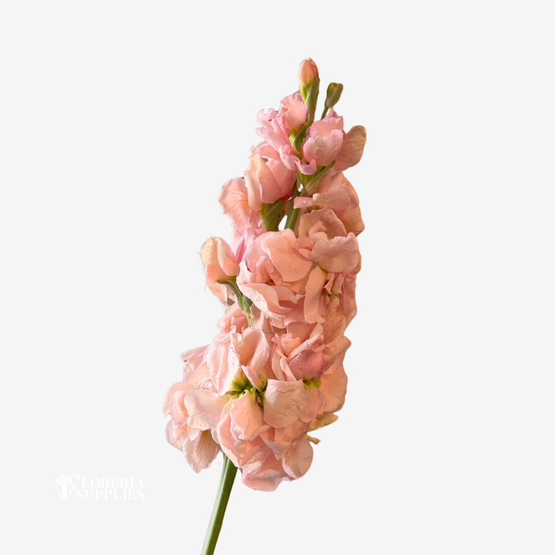 STOCK PEACH