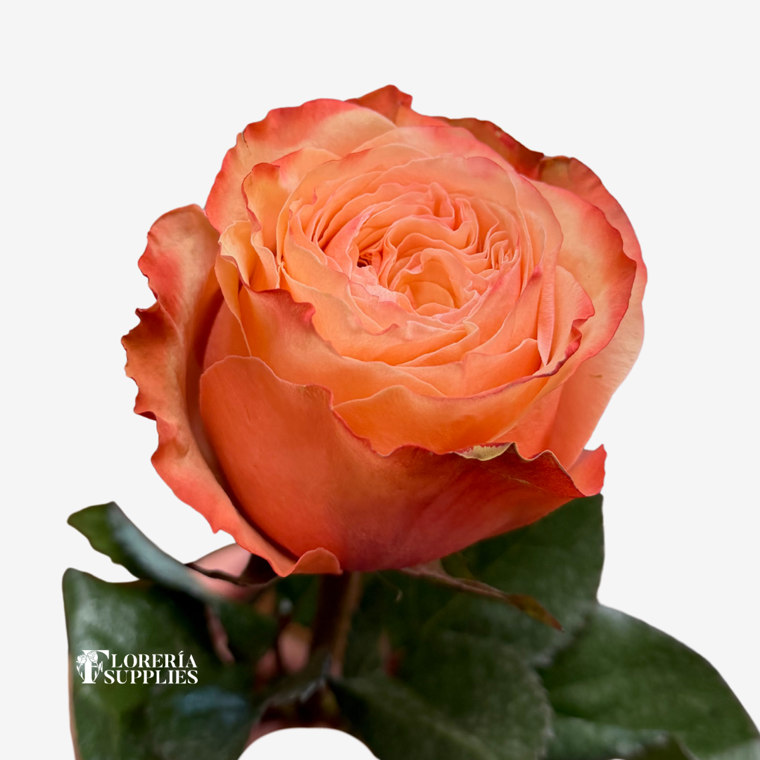 KAHALA ROSES