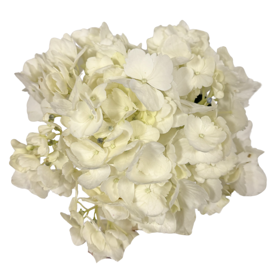 HYDRANGEA WHITE