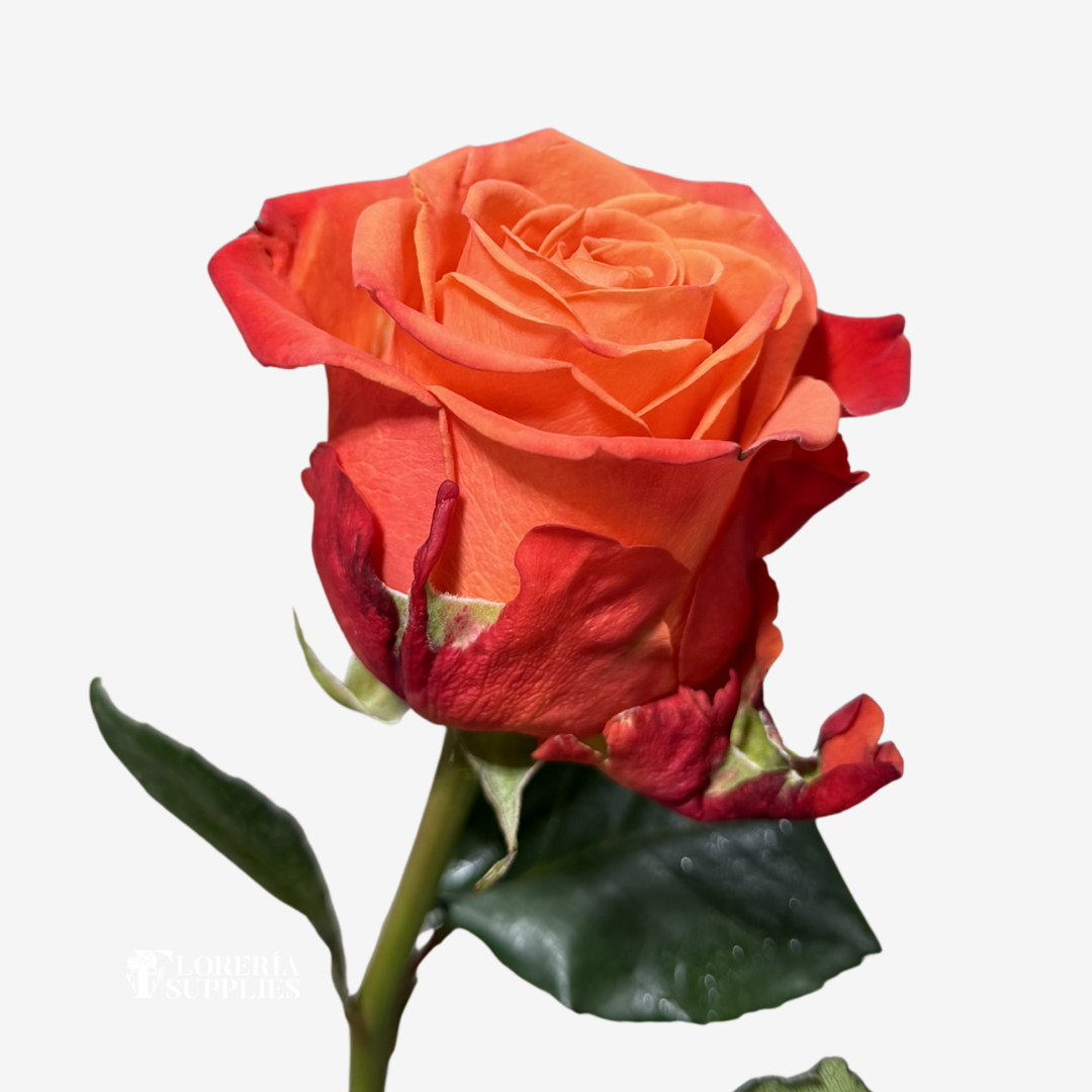 ORANGE CRUSH ROSES
