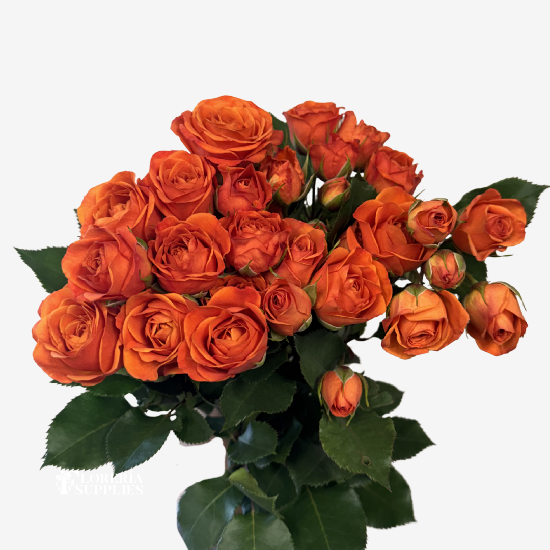 SPRAY ROSES ORANGE