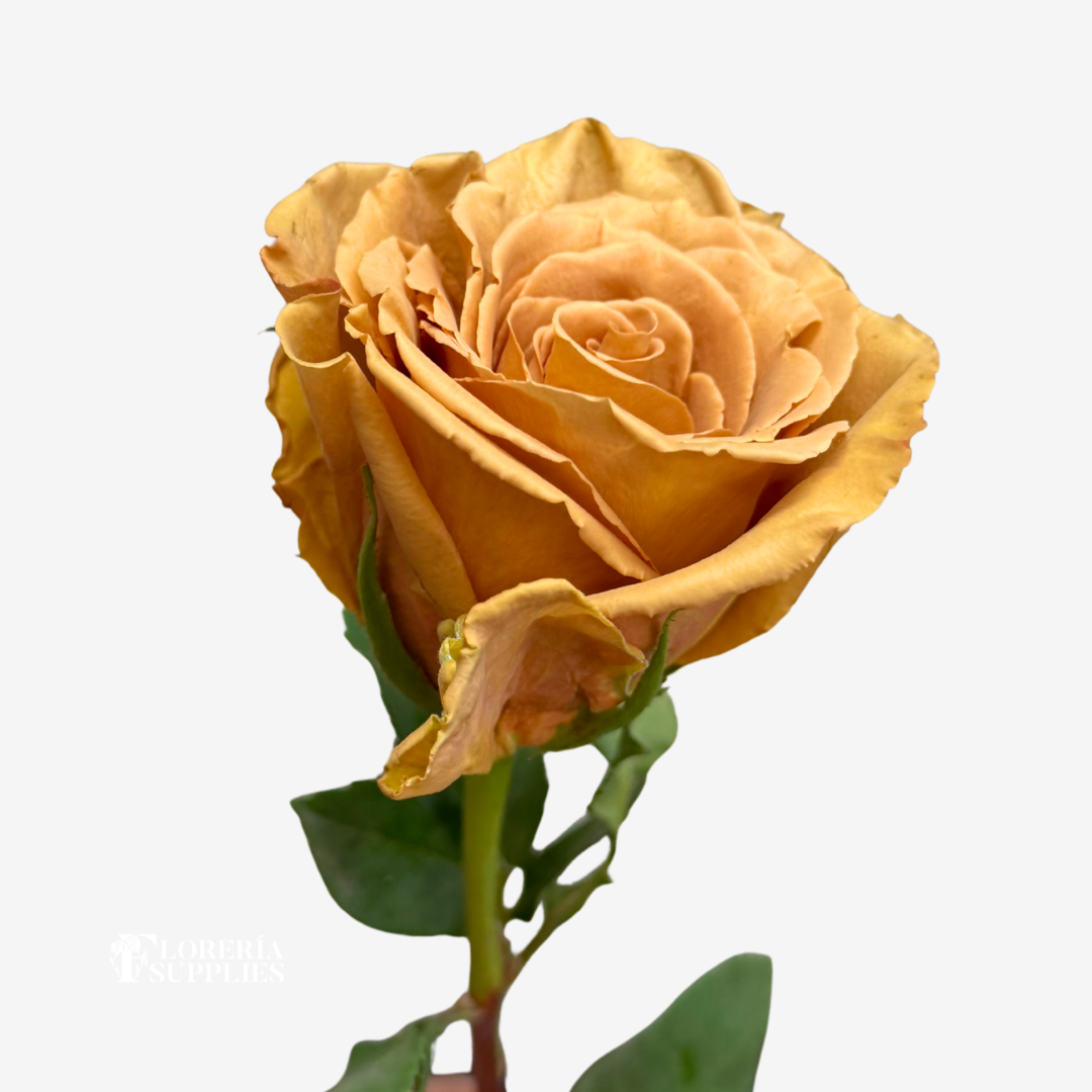 TOFFEE ROSES - SPECIAL ORDER ONLY