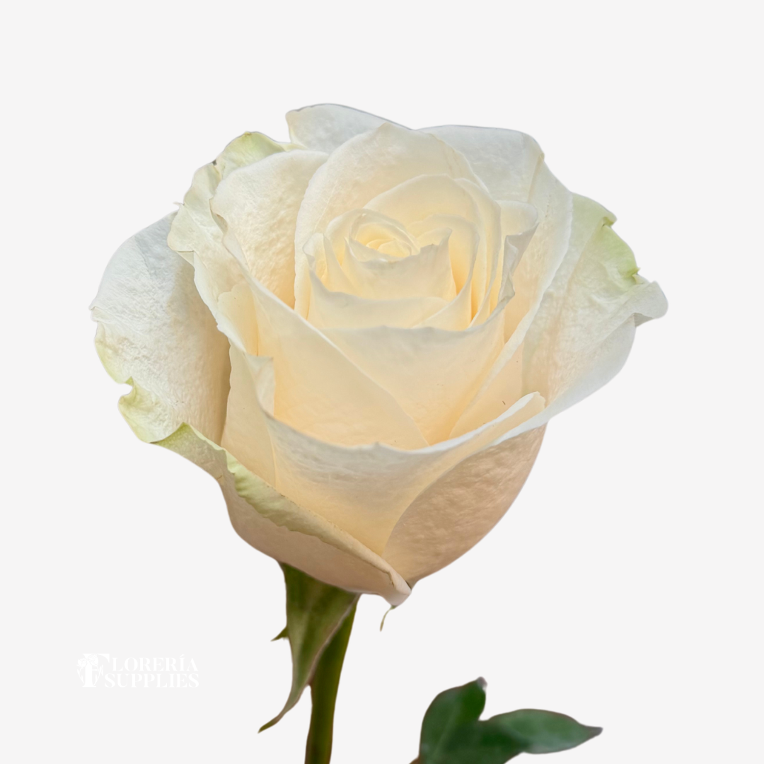 VENDELA ROSES