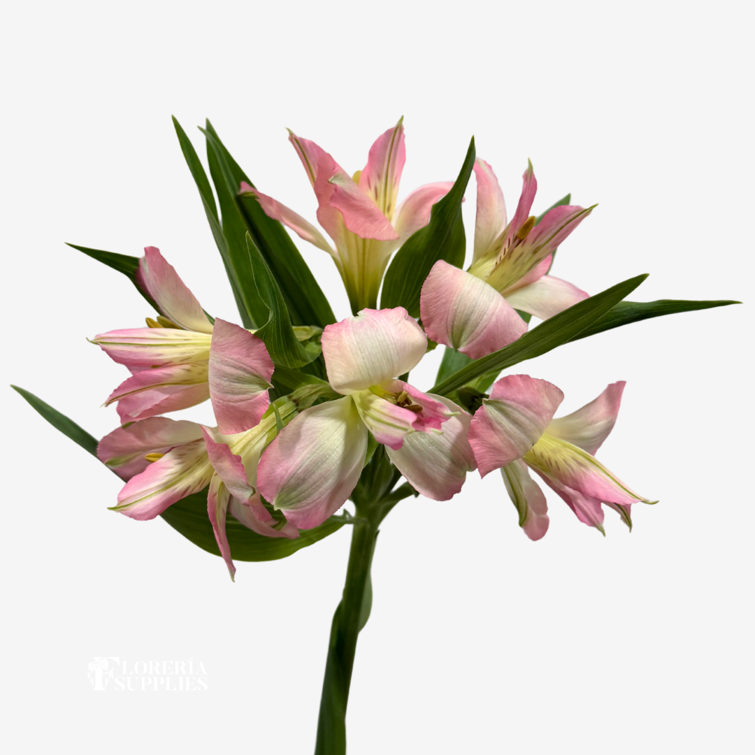 ALSTROEMERIA PINK