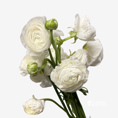 RANUNCULUS (SPECIAL ORDER ONLY)