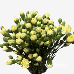 MINI CARNATIONS YELLOW