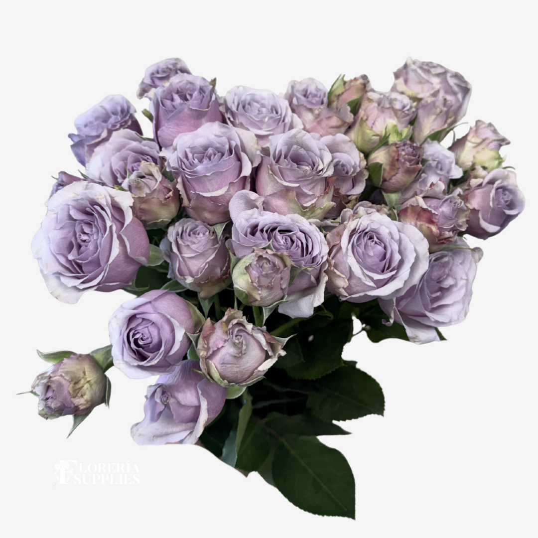 SPRAY ROSES LAVENDER