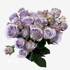 SPRAY ROSES LAVENDER
