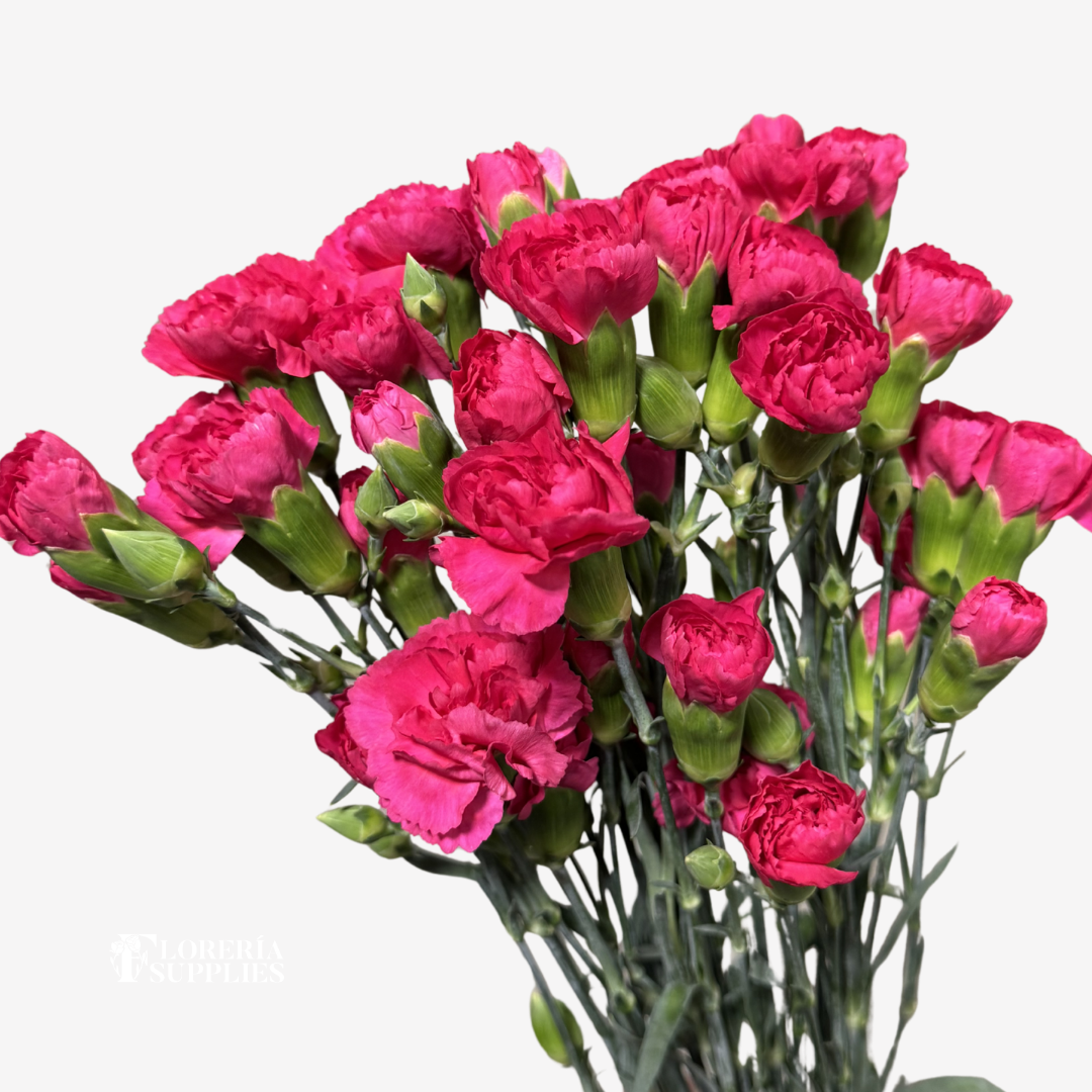 MINI CARNATIONS HOT PINK