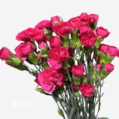 MINI CARNATIONS HOT PINK