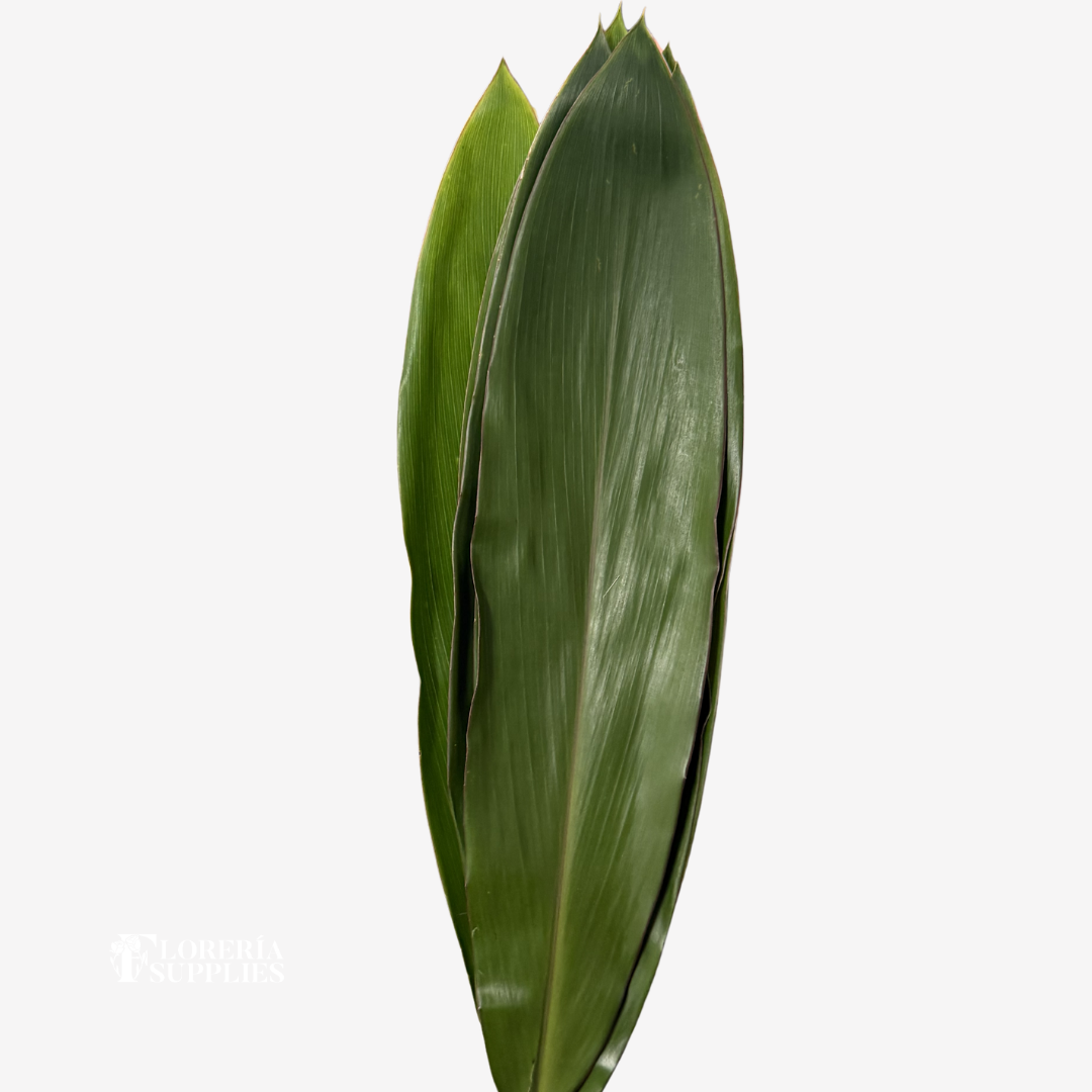 TI LEAF ASSORTED