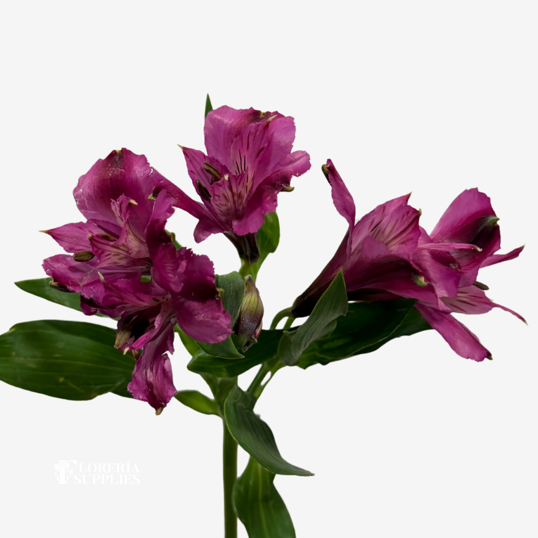 ALSTROEMERIA PURPLE
