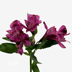 ALSTROEMERIA PURPLE