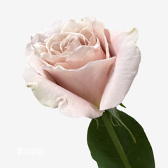 QUICKSAND ROSES