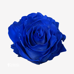 BLUE TINTED ROSES