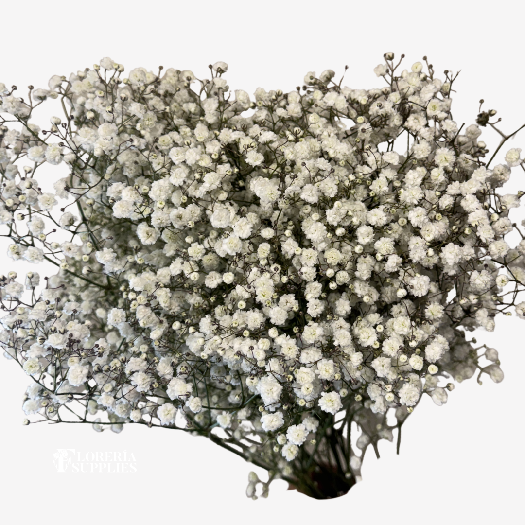 BABY BREATH XLENCE
