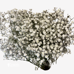 BABY BREATH XLENCE